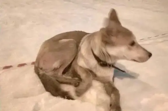 Пропала и найдена рыжая собака в Санкт-Петербурге