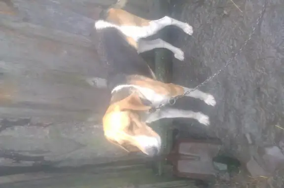 Собаки потеряшки, Наскафтымский сельсовет, фото: Потеряшка собака Линда в селе Новый Мачим