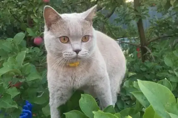 Пропала кошка Ластик в поселении Сосенское, Москва
