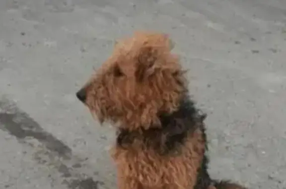 Пропала собака РЕМ в Белом городе, Россия