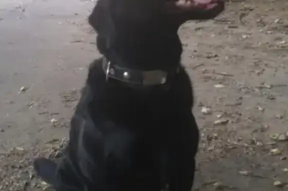 Пропала собака на Андреевской набережной, есть контакты