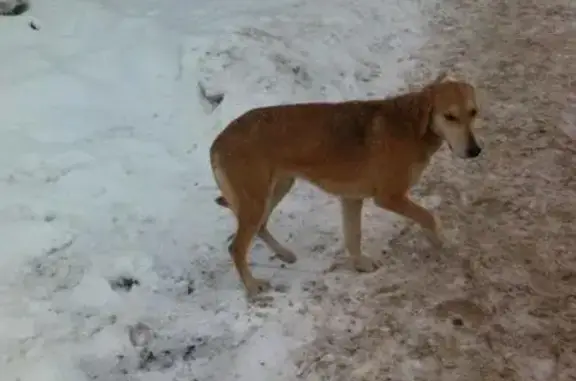 Найдена собака на ул. Адоратского в Казани