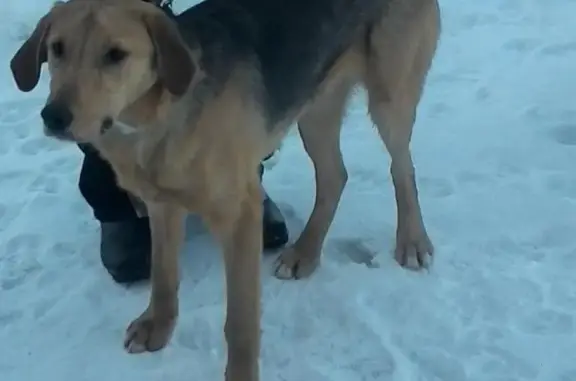 Пропала собака Амур в Арефино, Рыбинский район