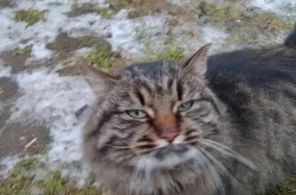 Пропала кошка, найден кот в Зеленограде