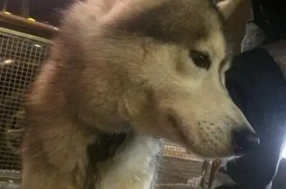 Пропала собака, найден кобель хаски в Кирове