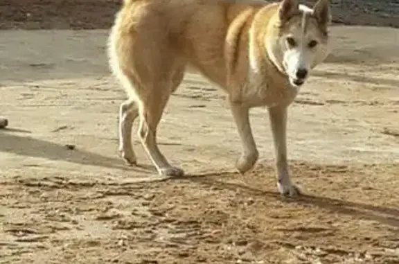 Потерялась собака на границе Курманаевского и Бузулукского района, вознаграждение гарантировано!