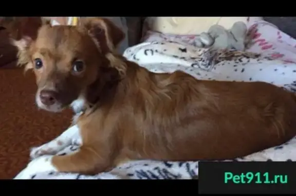 Пропала собака в Нагорной, Санкт-Петербурге