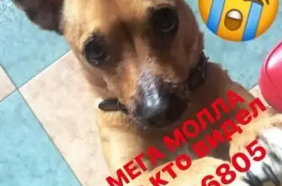Собаки потеряшки, Чебоксары, фото: Потеряшка собака в Чебоксарах, Сад-во Чапаевец