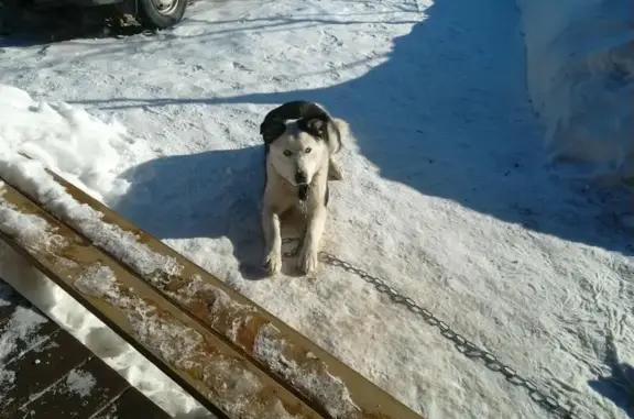 Пропала собака в Софрино, Московская область