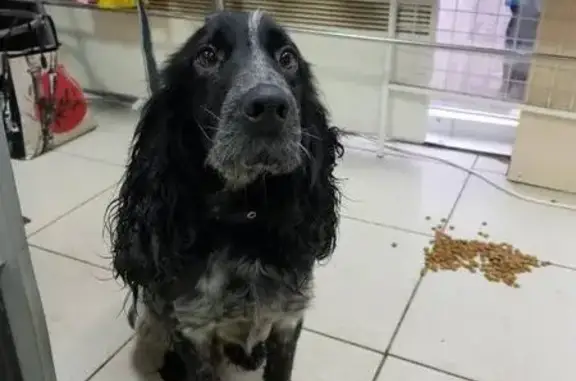 Пропала собака, найден русский спаниель в Орехово-Зуево.