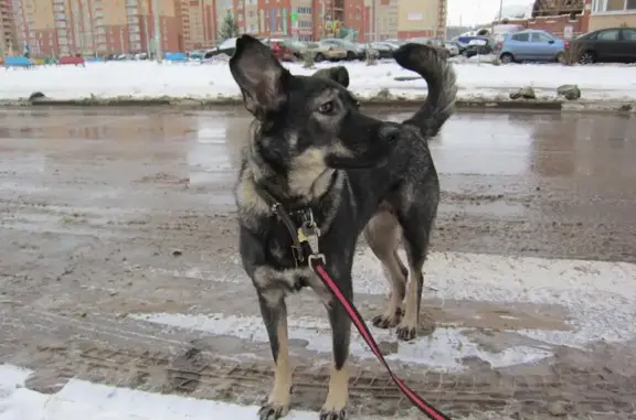 Пропала собака в районе Генерала Тюленева, Москва