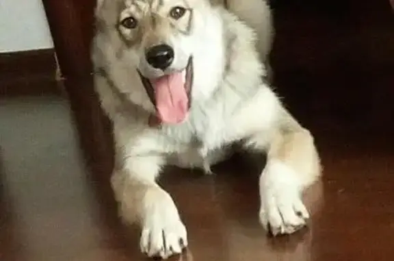 Пропала собака в Тюмени, МЖК, 29 декабря.