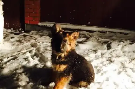 Пропала собака Цезарь в Московской области