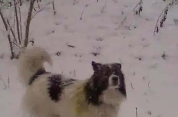 Пропала собака в районе Галицино, Краснодарский край