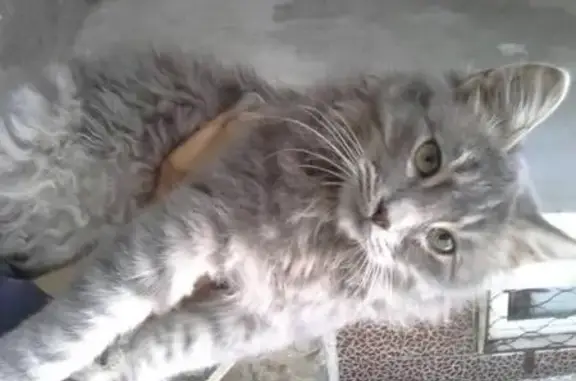 Пропала кошка, найден кот в Новороссийске