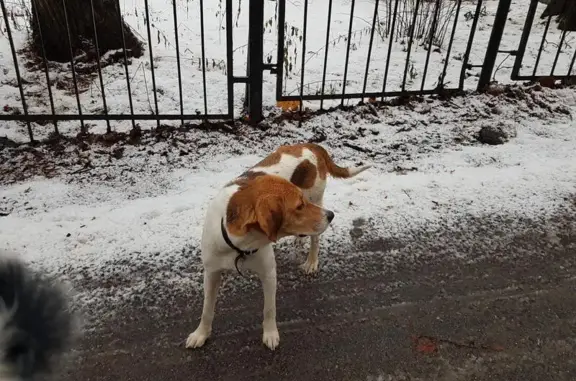 Найдена собака на Севастопольском проспекте