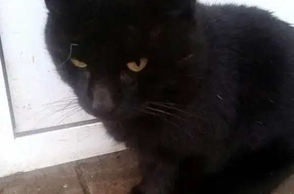 Найден голодный кот в Пскове, нужна помощь!