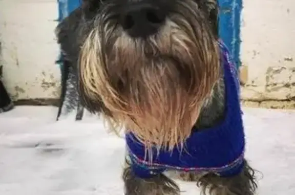Пропала собака в Ленинском районе, нужна помощь!