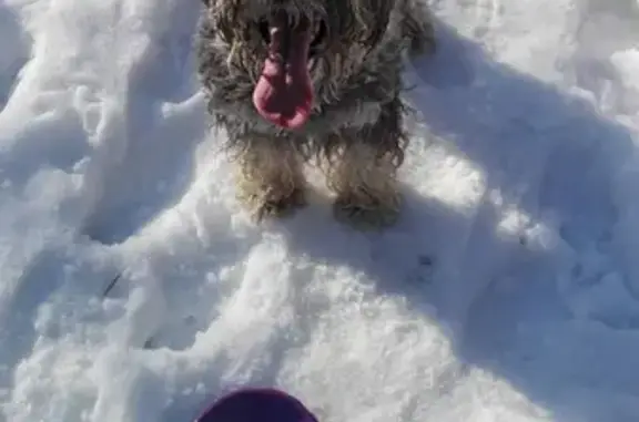 Пропала собака Руби в Ленинском районе, Нижний Новгород