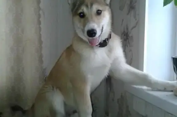 Собаки потеряшки, Красное, фото: Потеряшка собака в Красненском районе, Белгородская область