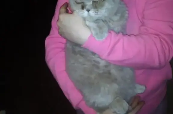 Пропала кошка в Новокузнецке: найден кот с плюшевой шерстью и больными глазками.