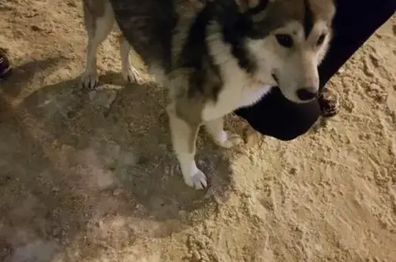 Найдена собака в Ухте, Республика Коми #НаходкаЖивотные