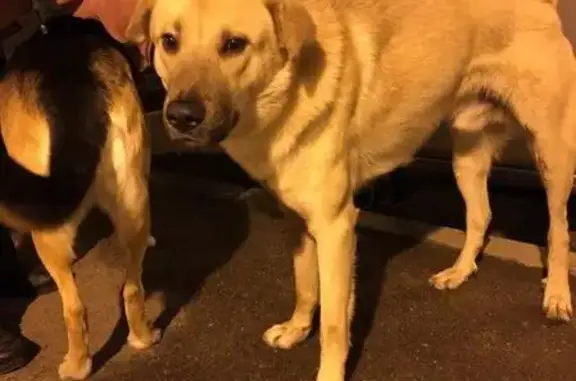 Найдена собака в Красносельском районе СПб!