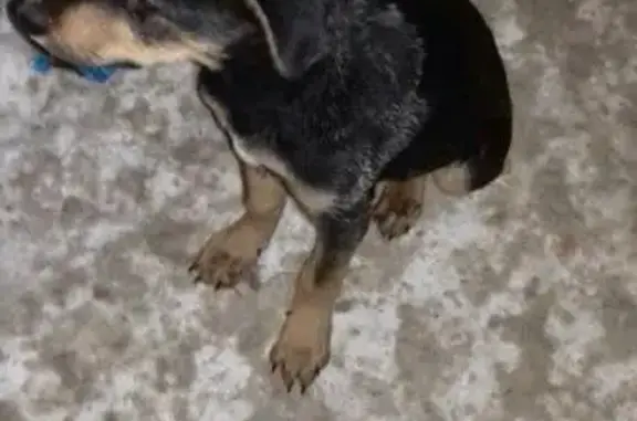 Найдена черная собака на Дагестанской