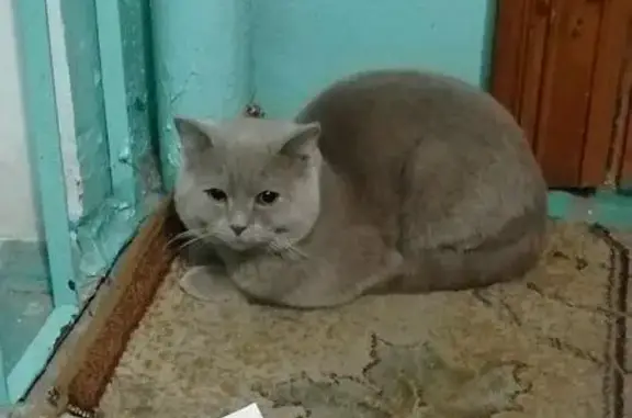 Найдена кошка на пр. Комсомольский 40, 3 подъезд.