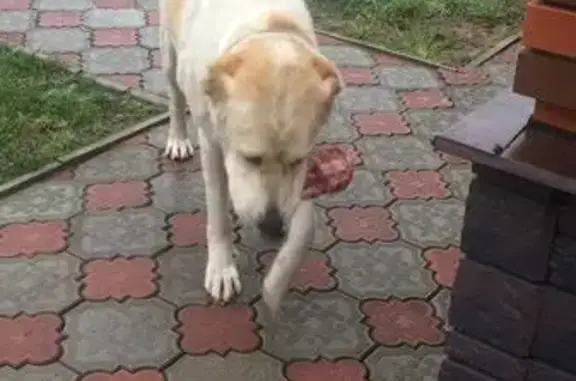 Найдена собака в деревне Грибанино, Московская область