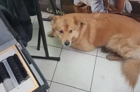 Найдена рыжая собака у метро Академика Янгеля (Ул Академика янгеля дом2)