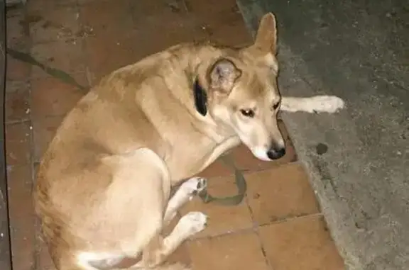 Найдена собака в Москве, Новокосино, в подъезде 31.12