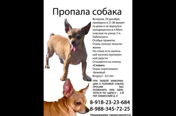 Пропала собака с точкой на спине в Яблоновском, Адыгея