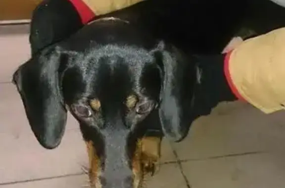 Пропала собака в районе Кусково, найдена такса.