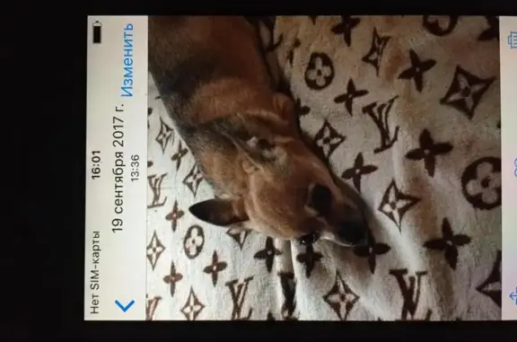 Собаки потеряшки, Иваново, фото: Потеряшка собака в Иваново, 8-я Минеевская улица, 64