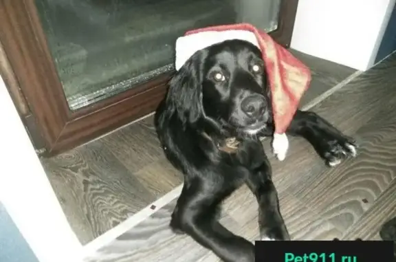 Пропала собака в ДНТ Лужники, вознаграждение.