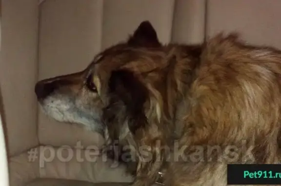 Найдена собака в Новолуговом, ищем хозяина