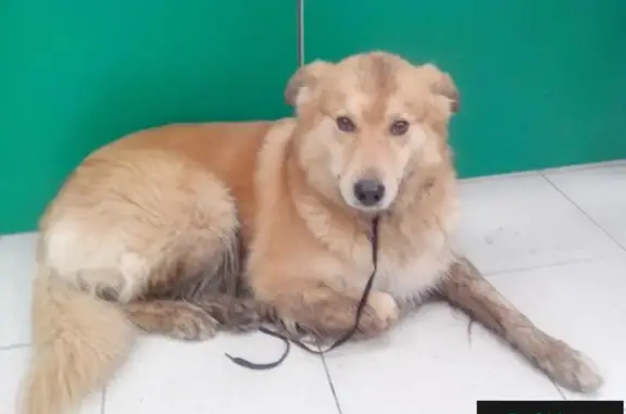 Найдена рыжая собака в Москве, Чертаново Южное