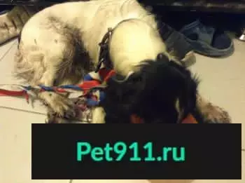 Найдена молодая собака породы спаниель на Чкалова/Пушкина в Самаре