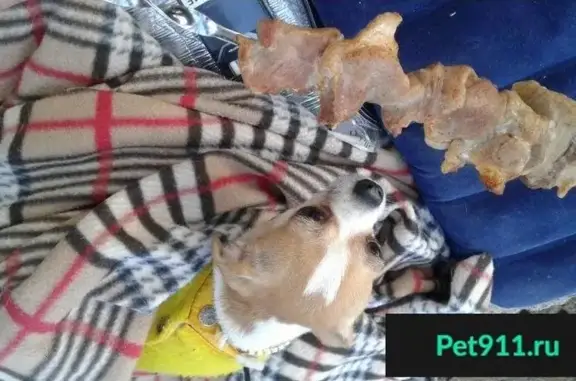 Пропала собака в Выборгском районе, метро Удельная