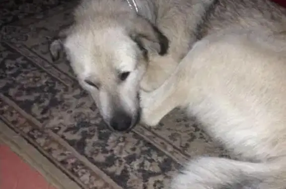 Пропала собака в Санкт-Петербурге на Красногвардейском переулке