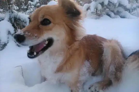 Пропала рыжая собака Боня в районе Горохового поля, Верхняя Пышма