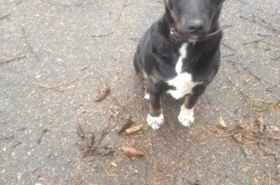 Пропала собака в Ново-Переделкино на Чоботовской