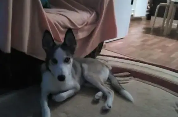Пропала ласковая собака в Кучино, Московская область