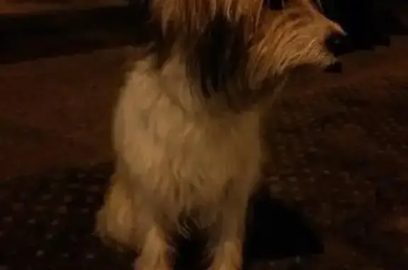 Найден пёс в Районе Рощи, ищет хозяев.