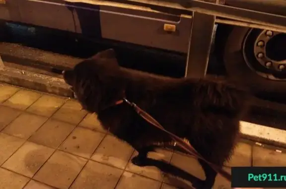 Найдена собака в Сочи, ищем хозяев