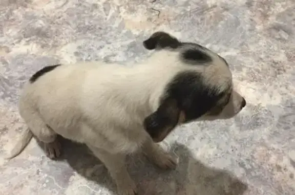 Найдена маленькая собачка в Симферополе!