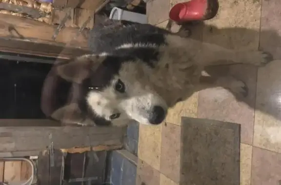 Собака найдена в Тульской области, Зареченский округ.