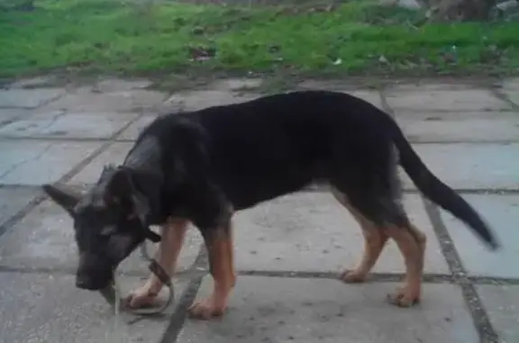Найдена собака на Корчагина 56 в Севастополе