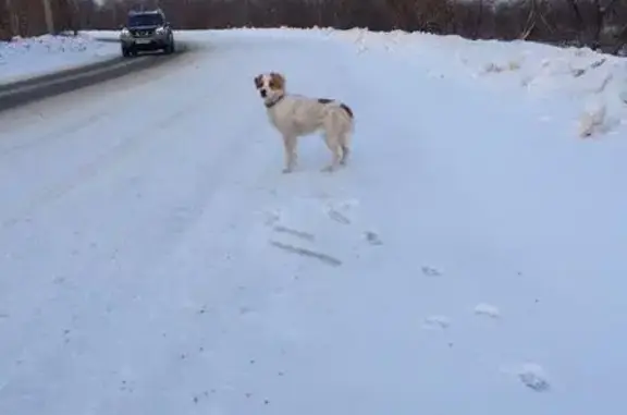 Собака найдена на объездной в Иркутске